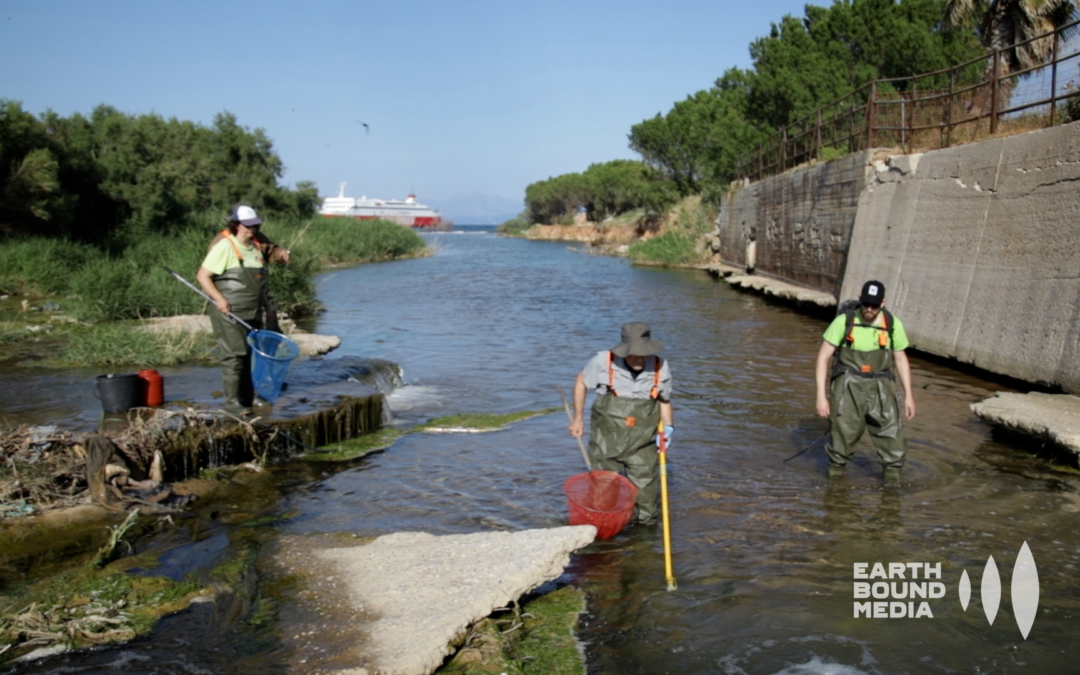 Παγκόσμια Ημέρα Μετανάστευσης Ψαριών: Εκδήλωση στο Μεγάλο Ρέμα Ραφήνας